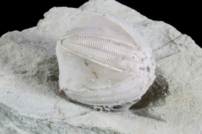 Blastoid (Pentremites) Fossil - Illinois #86466